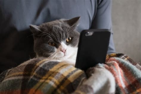 5 Best Mobile Apps and Games for Cats .